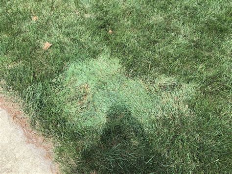 Is This Creeping Bentgrass Lawncare