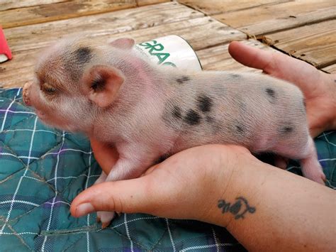 Miniature Juliana Pigs For Sale Sandlin Farms
