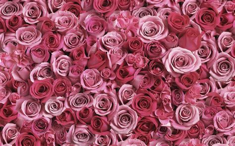 Download Pink Rose Wallpaper By Cbaker Pink Wallpapers For Desktop Pink Wallpapers For