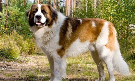 10 Most Popular Russian Dog Breeds