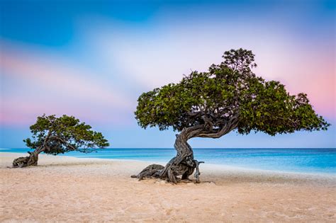 Dividivi Trees On Eagle Beach In Aruba Stock Photo Download Image Now