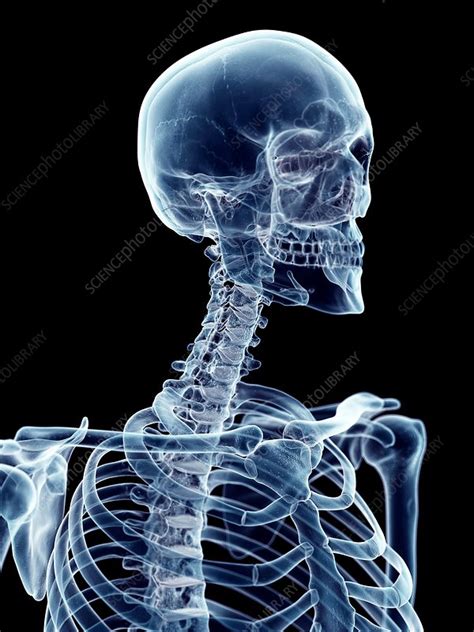 Human Cervical Spine Stock Image F0163262 Science Photo Library