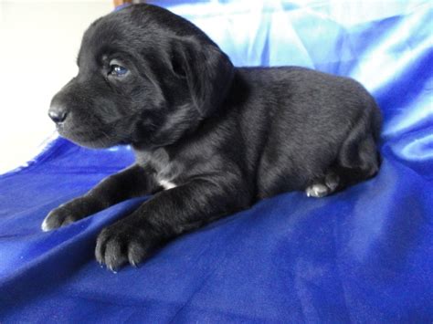 Black Labrador White Strip On Chest Range Rover Commercial Dog Land