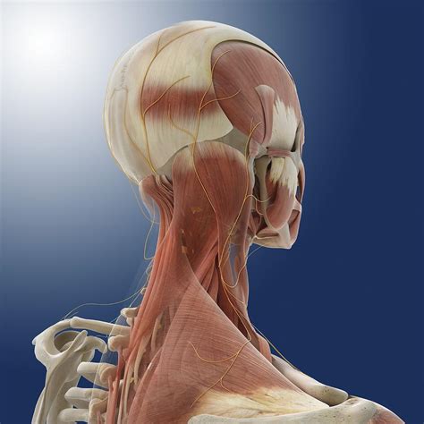 Neck Muscles And Nerves Artwork Photograph By Science Photo Library