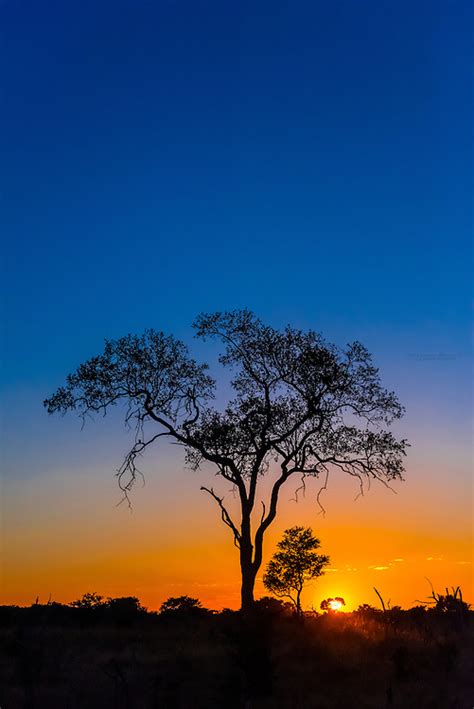 Acacia Tree Sunrise Kwando Concession Linyanti Marshes Botswana