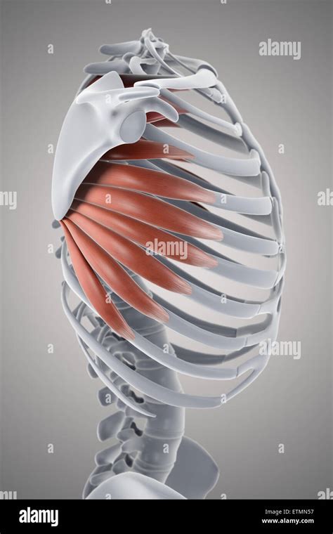 Serratus Anterior Muscle With Anatomical Skeletal Ribcage Outline Diagram Stock Illustration