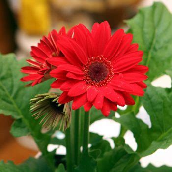 We did not find results for: Flowers that begin with G | A to Z Flowers
