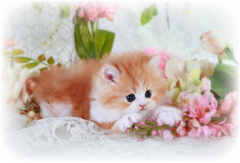 Why buy a persian kitten for sale if you can adopt and save a life? Red & White Bi-Color Teacup Persian Kitten For Sale ...