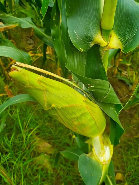 Corn On The Cob Stalk Natural Green Leaf Stock Photo Image Of Grass