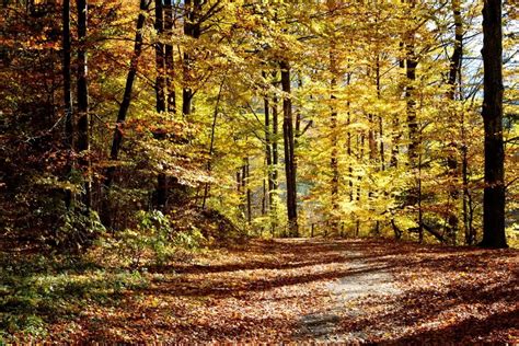 Free Picture Leaf Wood Nature Landscape Tree Forest Trail Autumn