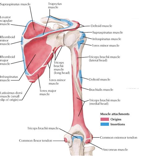 Infraspinatus And Teres Minor Muscle Anatomy Shoulder Anatomy