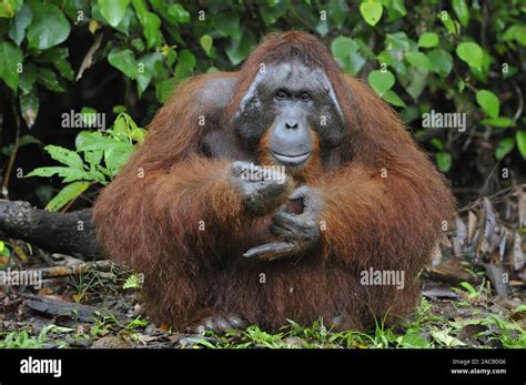 Borneo Orang Utan Male Orangutan Pongo Pygmaeus Stock Photo Alamy