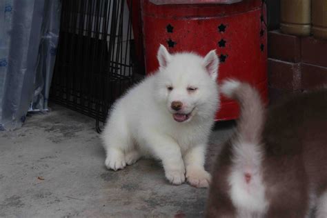Lovelypuppy Full White Siberian Husky Puppy