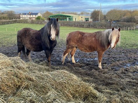 Large Number Of Ponies Pose Challenge For Rescues Bransby Horses