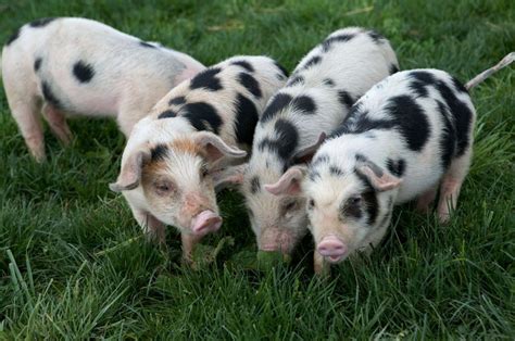 Four Spotted Piglets Piglet Animals Pig