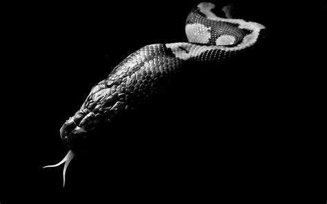 Viper Snake Wallpaper Wallpapersafari