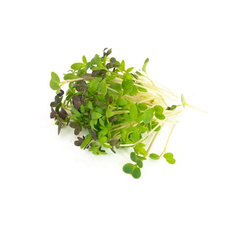 Spicy Microgreen Blend - Mumm's Sprouting Seeds
