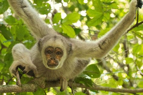 Mueren Cientos De Monos En La Selva Brasileña Por La Fiebre Amarilla