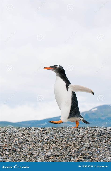 Gentoo Penguin Walk On The Snow Royalty Free Stock Photography