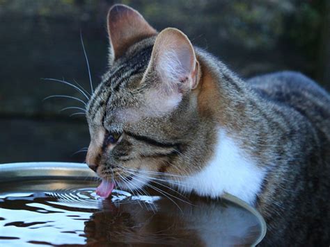 Whats With Cats And Water Bowls Cat Tales