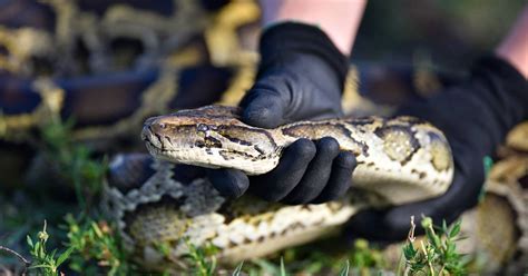 Florida Man Wins 10000 For Capturing The Most Invasive Snakes In