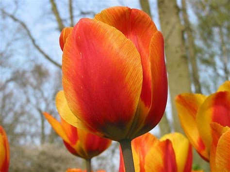 El Día Nacional del Tulipán