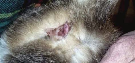 Gastroenteritis adalah radang dalam perut atau sistem penghadaman yang berlaku akibat jangkitan. Mengenali Tanda dan Punca Cirit-Birit Kucing | Alam Kucing
