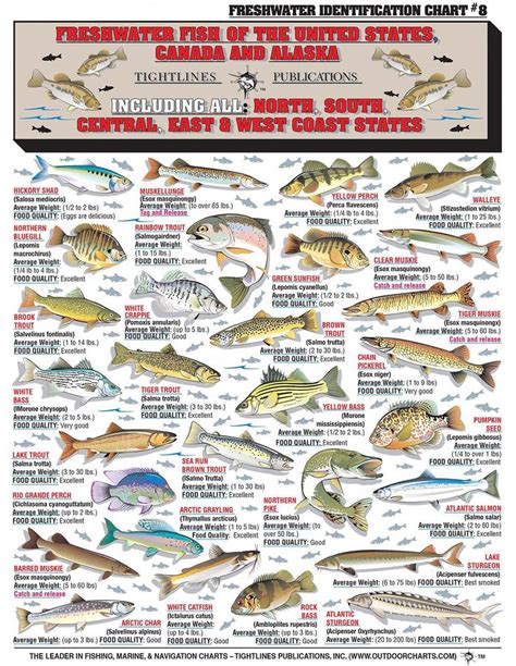 Best Trout Fishing Lures 8777 Troutfishinglures Fish Chart