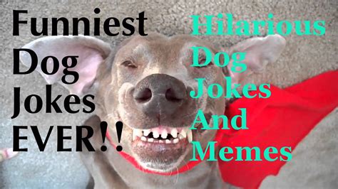 See more of jokes, memes and funny videos lol on facebook. Funny Dog Jokes For Kids - Funny Jokes About Dogs ...