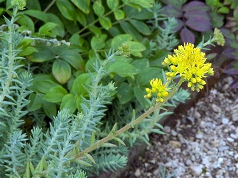 Excellent drainage is essential for sedum. Sedum reflexum (rock stonecrop): Go Botany