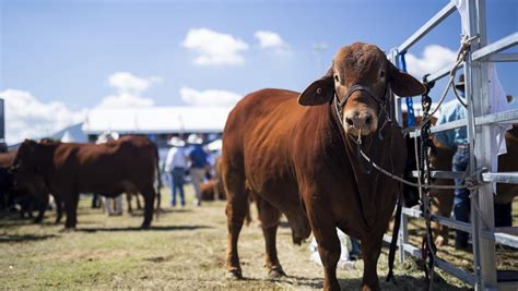 Beef Week In Rockhampton Focuses On Educating Producers About
