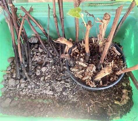 Grapevine Cuttings How To Grow Grapes At Home Igrowhort