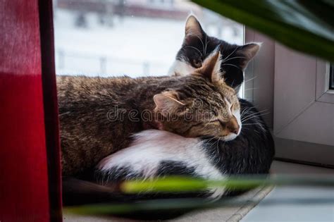 Two Young Cats Black White And Tabby Lie Together Stock Photo Image