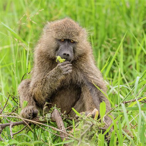 Olive Baboon Eating Photograph By Morris Finkelstein Pixels