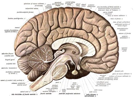 Anatom A B Sica Del Cerebro Partes Y Funcionamiento The Brain