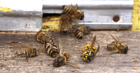 If they are honey bees we will do. File:Wasp attack.jpg - Wikimedia Commons