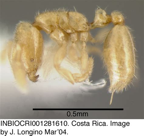 Formicidae Solenopsis Subterranea