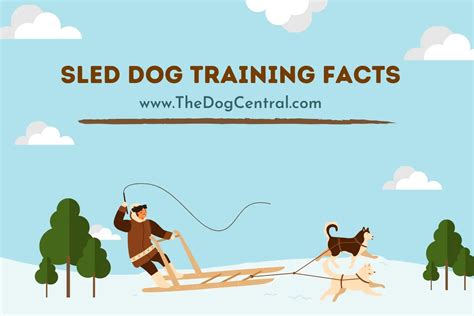 Sled Dog Training Facts The Dog Central