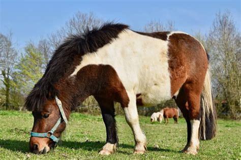 Shetland Pony Vs Miniature Horse Horses And Foals