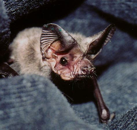 Pin On Animals Bats In My Belfry Bats