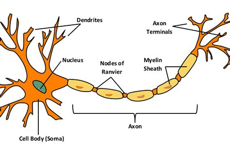 Draw A Well Labelled And Neat Diagram Of Neuron Of Nerve Cells Porn