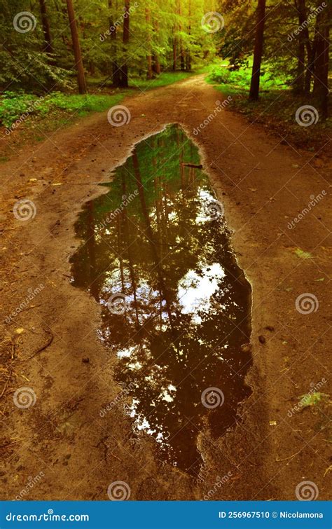 Reflection In A Puddle Of Forest Stock Photo Image Of Nature Puddle