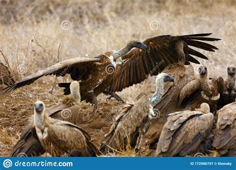 The White Backed Vulture Gyps Africanus Fighting For The Carcasses