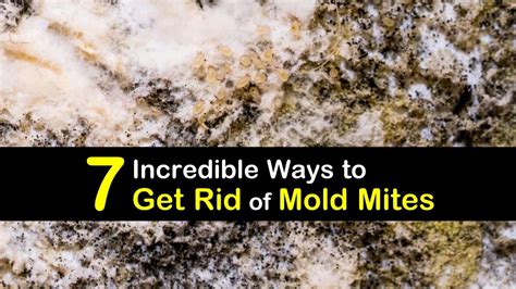 7 Incredible Ways to Get Rid of Mold Mites