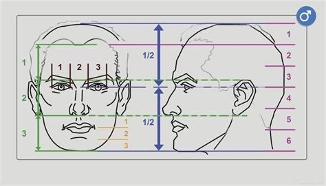 Anatomy Next Anatomy Of Head And Neck Proportions Anatomy Human