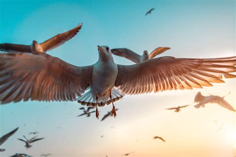 8 Bird Photography Tips For Stunning Avian Shots