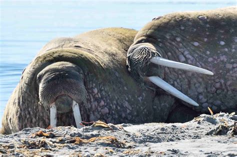 This Walrus Blog Contains Plastic National Geographic Society Newsroom