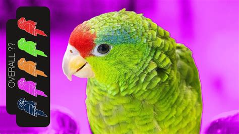 Mexican Red Crowned Amazon The Best Pet Parrot Youtube