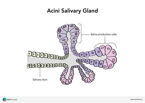 Sublingual Salivary Gland Histology Labeled