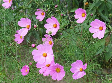 Pink Cosmos Flower In The Summer Garden Stock Photo Image Of
